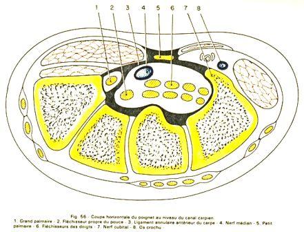 CHIRURGIE-ORTHOPEDIQUE.be - Canal carpien